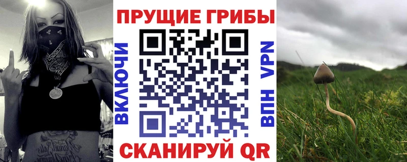 где можно купить наркотик  Шлиссельбург  darknet официальный сайт  Псилоцибиновые грибы Psilocybe 