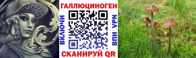 Галлюциногенные грибы Psilocybine cubensis Шлиссельбург